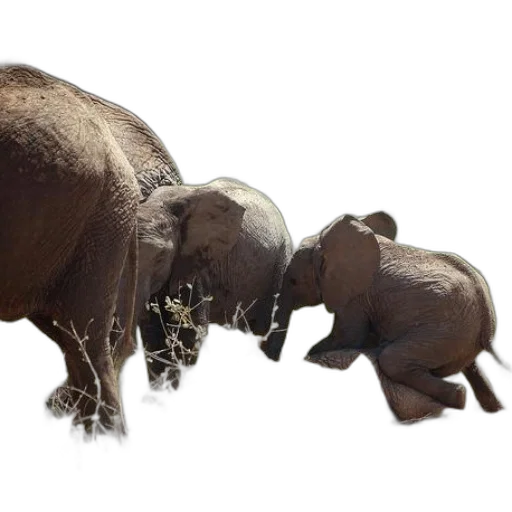 animal, creature, 3d render, concept art transparent PNG cut-out