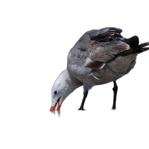 animal, creature, weapon, hat transparent PNG cut-out