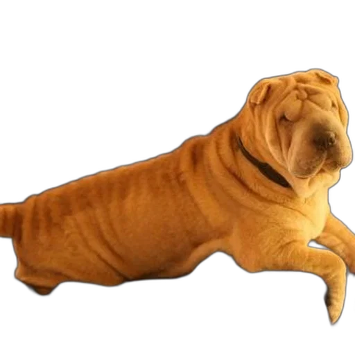 animal, creature, food, staff transparent PNG cut-out
