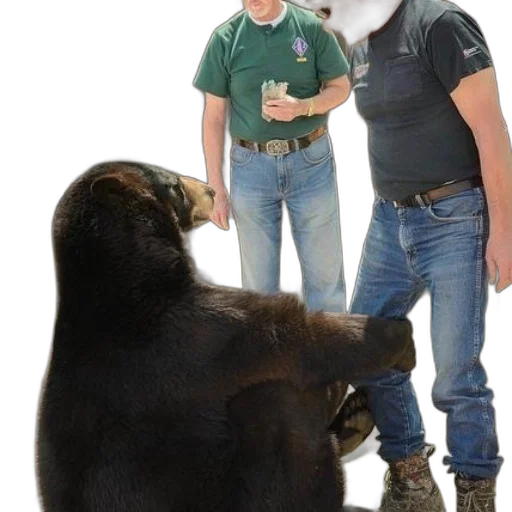 animal, creature, forest, bear transparent PNG cut-out