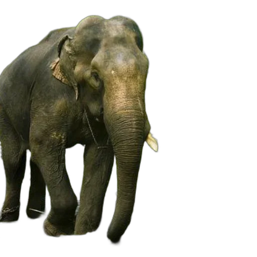 animal, creature, 3d render, photorealistic transparent PNG cut-out