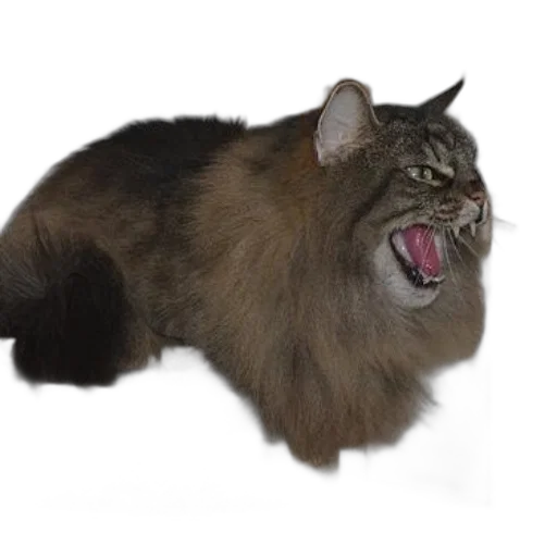 animal, creature, hair, staff transparent PNG cut-out