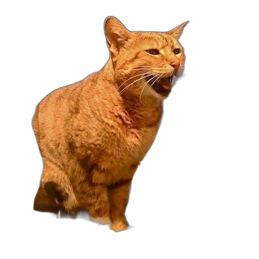 animal, creature, staff, face transparent PNG cut-out