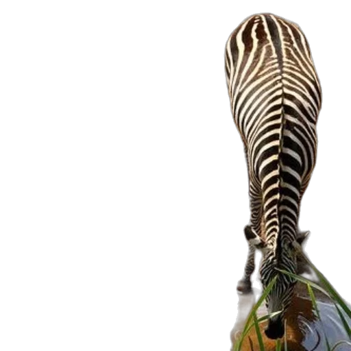 animal, staff, hair, shoes transparent PNG cut-out