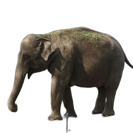 animal, creature, staff, weapon transparent PNG cut-out