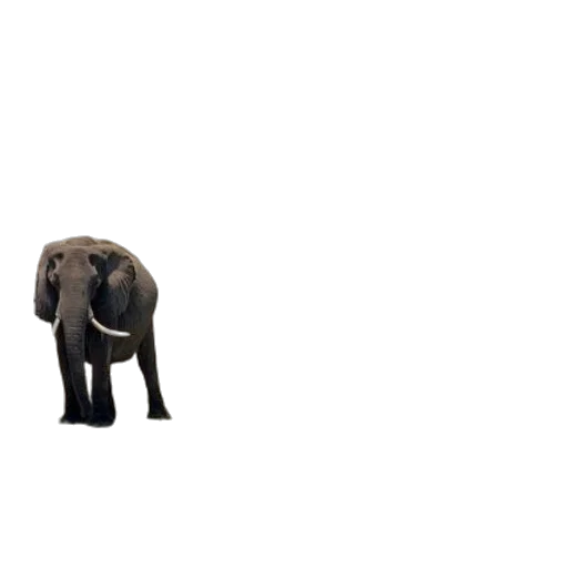 animal, creature, furniture, umbrella transparent PNG cut-out