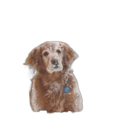 animal, staff, creature, face transparent PNG cut-out