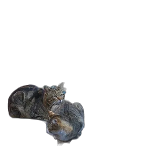 animal, creature, dragon, crown transparent PNG cut-out