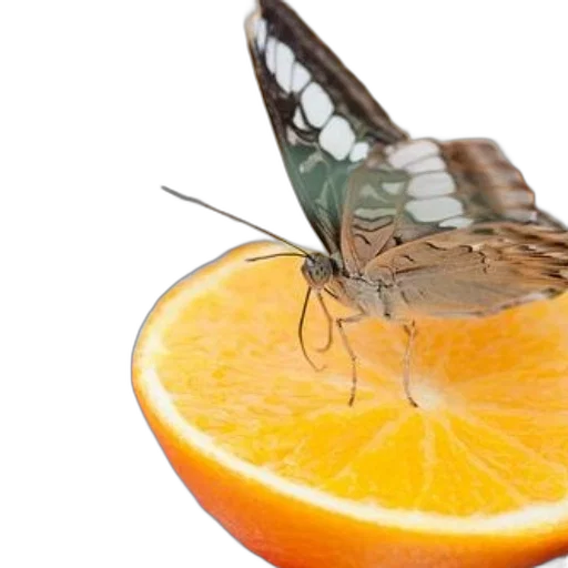 animal, food, creature, umbrella transparent PNG cut-out