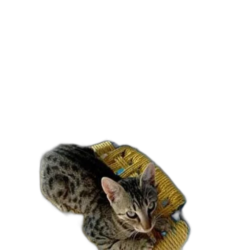 jewelry, animal, shoes, hat transparent PNG cut-out