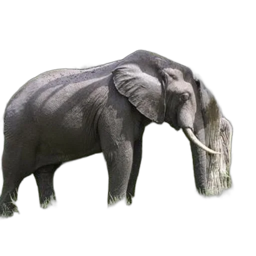 animal, creature, staff, jewelry transparent PNG cut-out