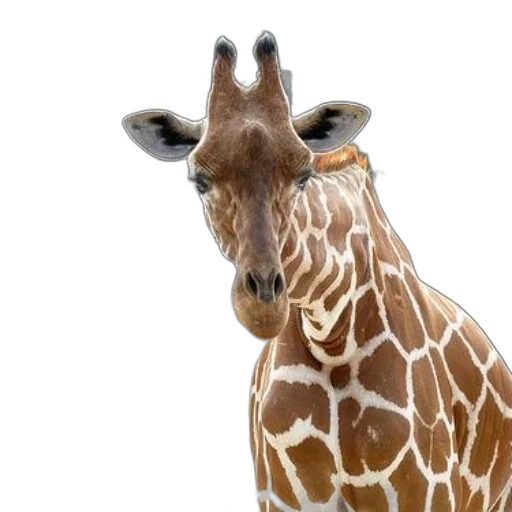animal, creature, face, hat transparent PNG cut-out