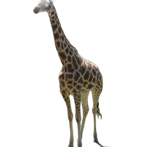 animal, creature, staff, weapon transparent PNG cut-out