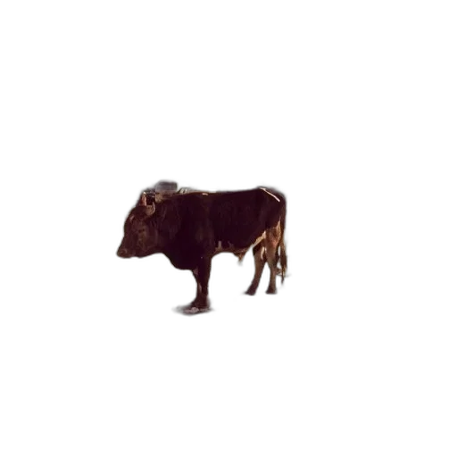 animal, creature, hair, food transparent PNG cut-out