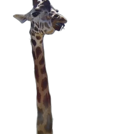 animal, staff, creature, hat transparent PNG cut-out
