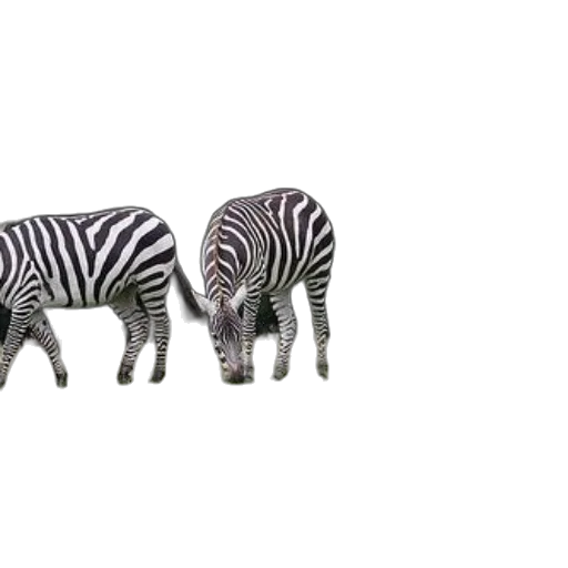 animal, furniture, creature, shoes transparent PNG cut-out