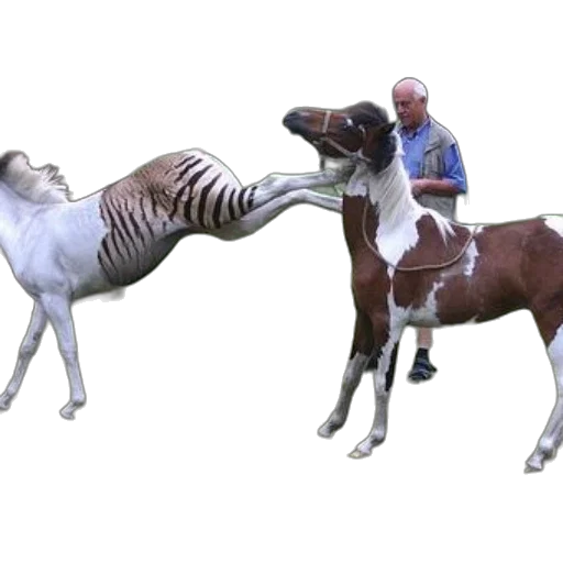 animal, creature, concept art, 3d render transparent PNG cut-out