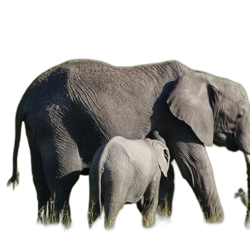 animal, creature, crown, hat transparent PNG cut-out