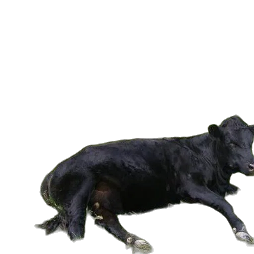 animal, creature, staff, weapon transparent PNG cut-out