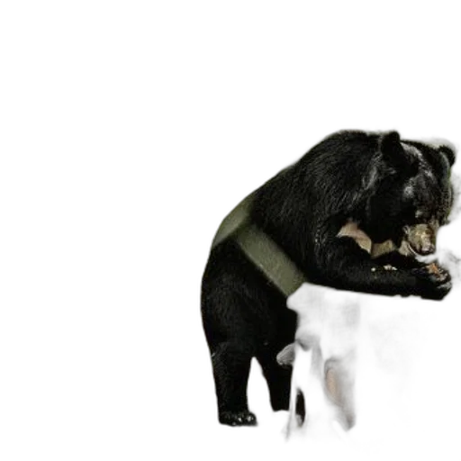 animal, staff, creature, weapon transparent PNG cut-out