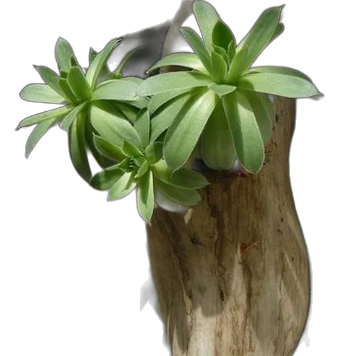 crown, staff, flower, tree transparent PNG cut-out