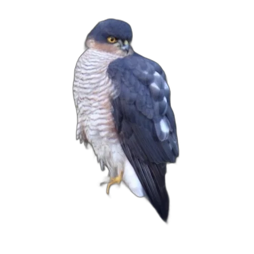 animal, creature, jacket, hat transparent PNG cut-out