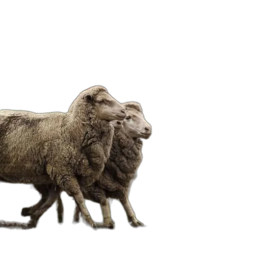 animal, creature, 3d render, photorealistic transparent PNG cut-out