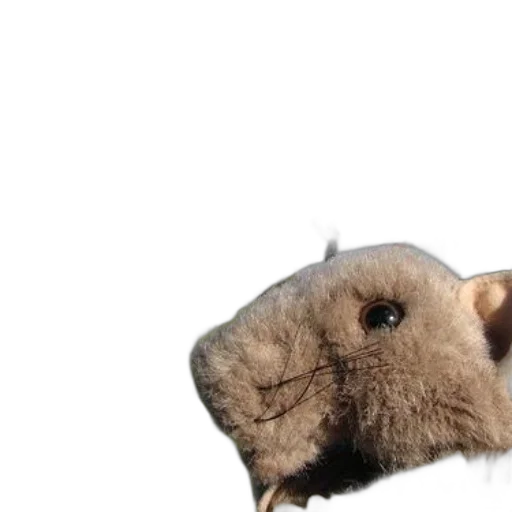animal, creature, hair, hat transparent PNG cut-out