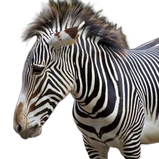 animal, creature, jewelry, photorealistic transparent PNG cut-out