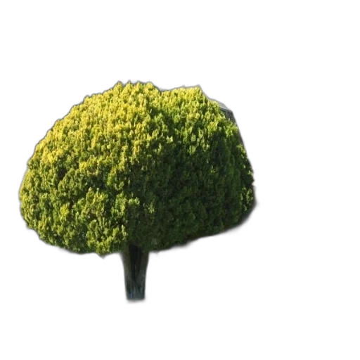 tree, hat, crown, umbrella transparent PNG cut-out