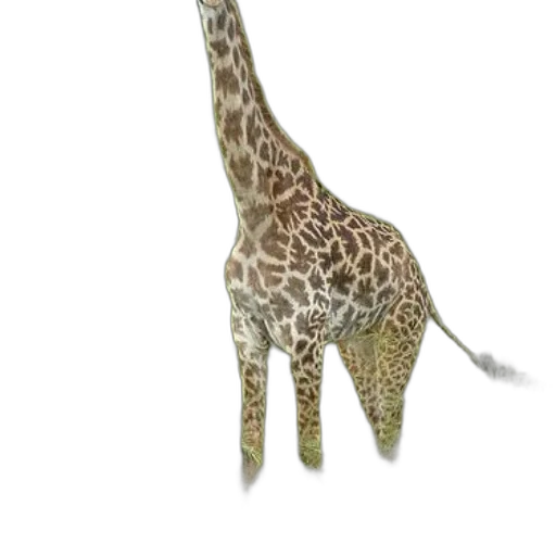 animal, creature, staff, jewelry transparent PNG cut-out