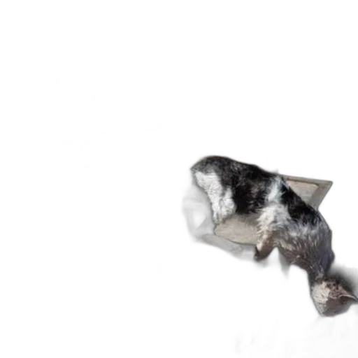 animal, hat, furniture, shoes transparent PNG cut-out