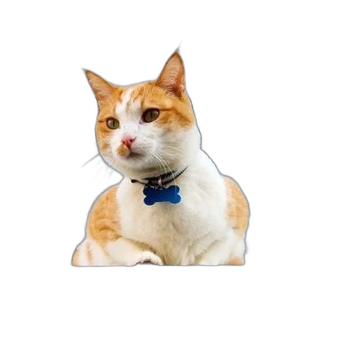 animal, staff, hat, creature transparent PNG cut-out