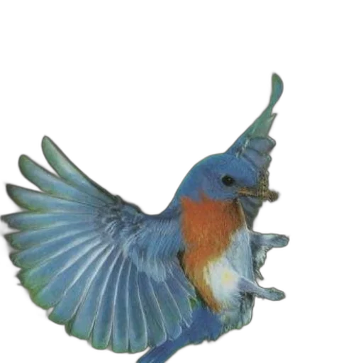 animal, staff, creature, food transparent PNG cut-out