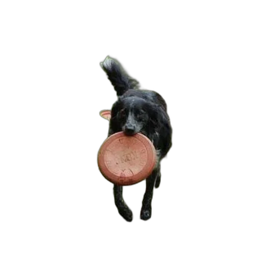 food, animal, creature, staff transparent PNG cut-out