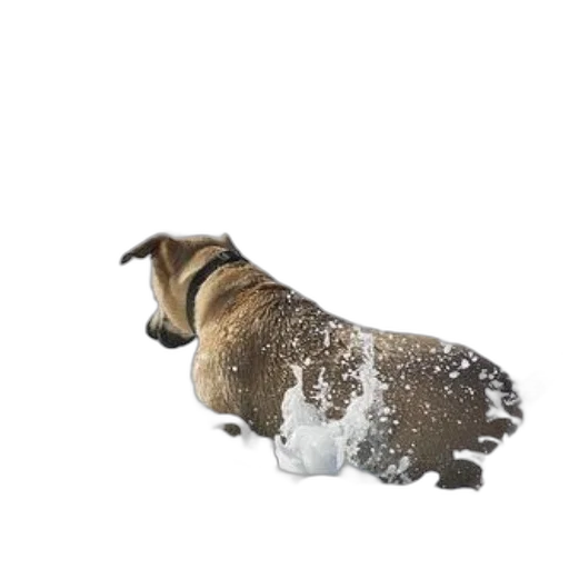 animal, creature, staff, dragon transparent PNG cut-out