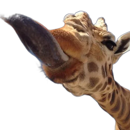 animal, creature, staff, face transparent PNG cut-out