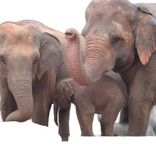 animal, earth tones, three, elephants transparent PNG cut-out