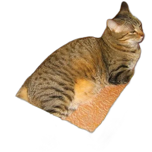 food, animal, creature, hat transparent PNG cut-out