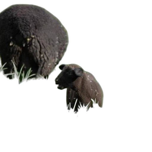 hair, hat, food, animal transparent PNG cut-out
