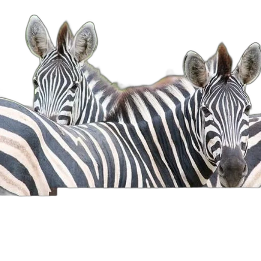 animal, creature, photorealistic, 3d render transparent PNG cut-out