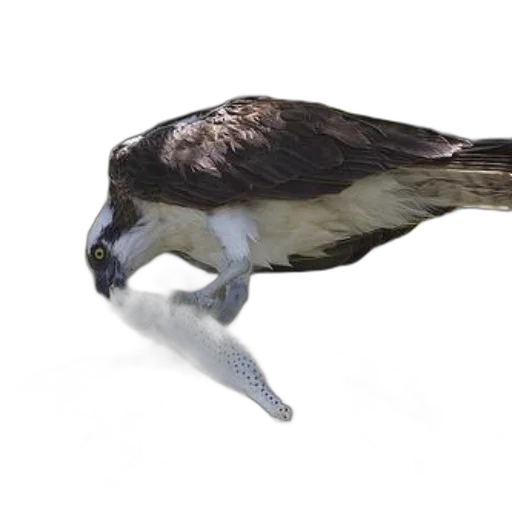 animal, creature, weapon, staff transparent PNG cut-out