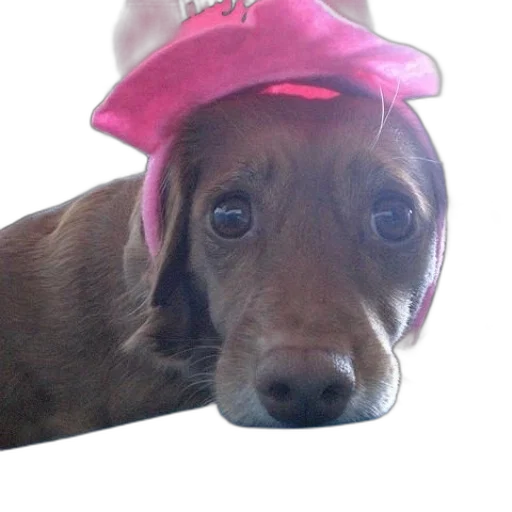 hat, animal, creature, crown transparent PNG cut-out