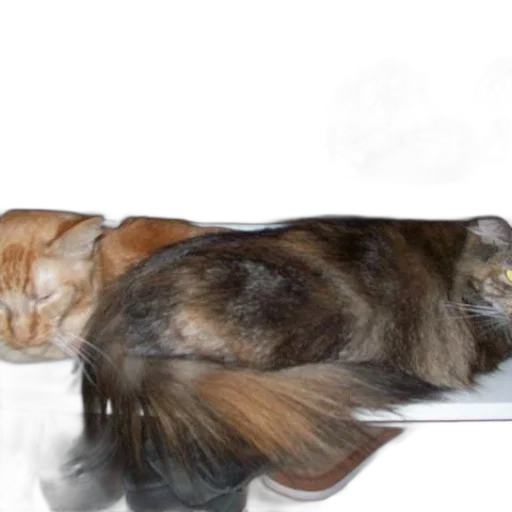 furniture, animal, hair, staff transparent PNG cut-out