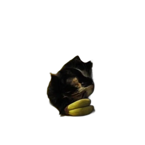 animal, hat, food, crown transparent PNG cut-out