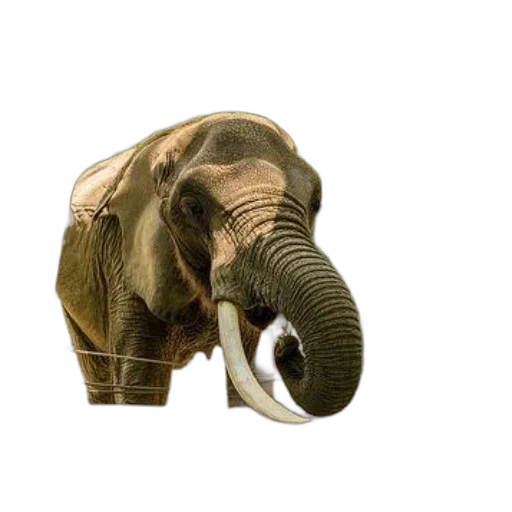 animal, creature, weapon, hat transparent PNG cut-out