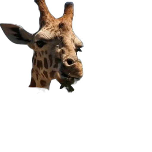 animal, creature, face, hat transparent PNG cut-out