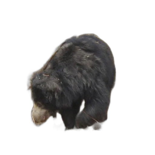 animal, hair, creature, hat transparent PNG cut-out