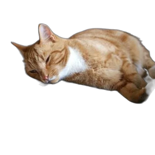 staff, animal, creature, face transparent PNG cut-out