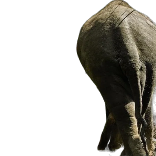 animal, creature, photorealistic, 3d render transparent PNG cut-out